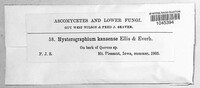 Hysterographium kansense image
